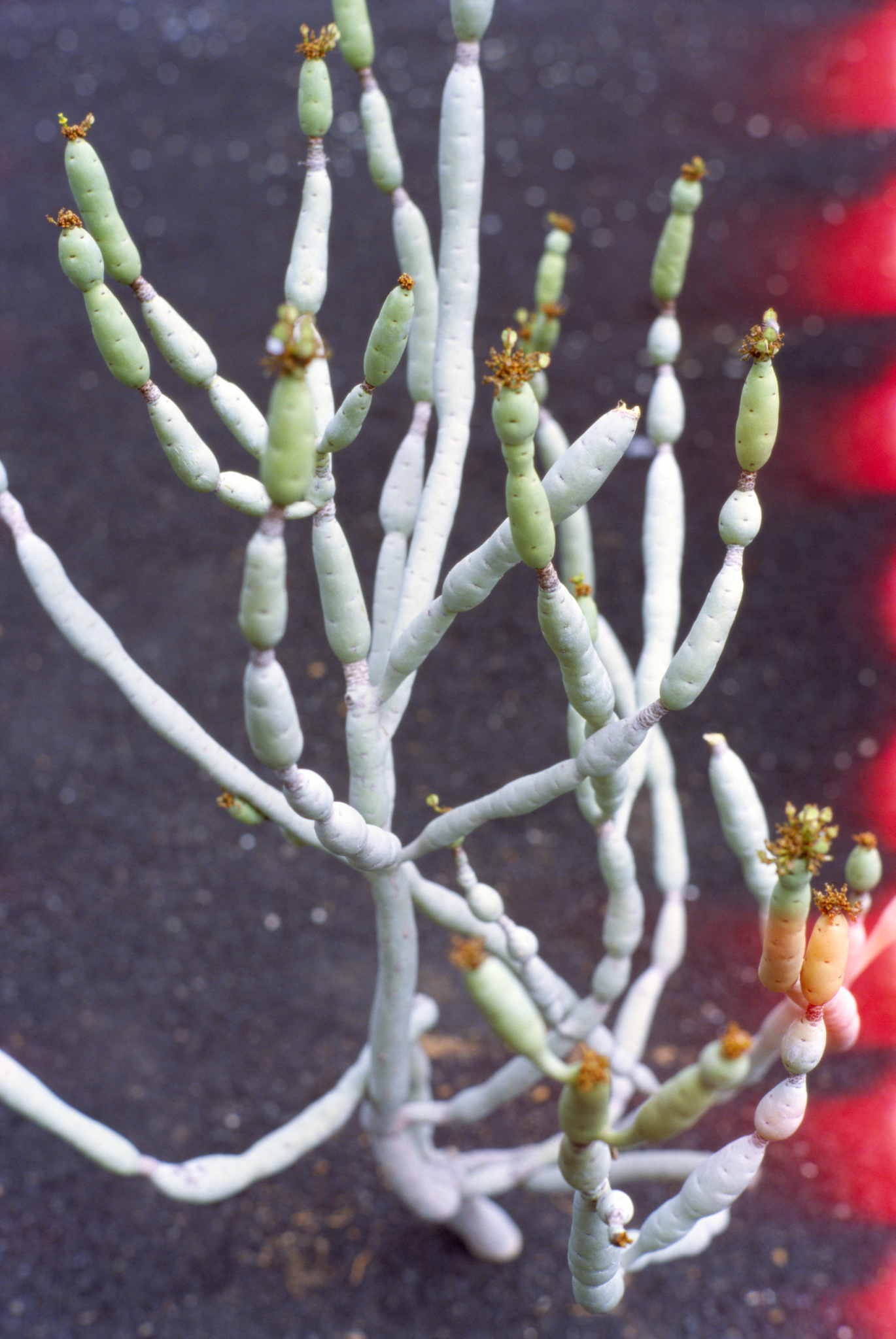 MYKITA Campaign Borthwick Mood